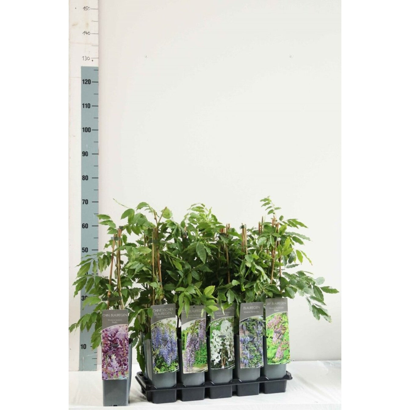 Blåregn – Wisteria floribunda 'Rosea' - C2 50-60 CM 3 Stick